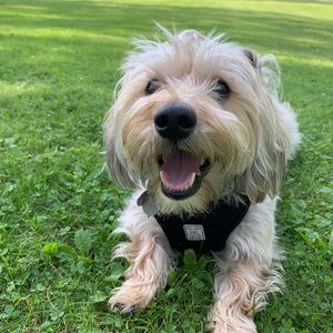 Meet your Posher, Talia